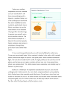 Plant Reproduction Runners Tubers and Bulbs Reading Worksheet sample page