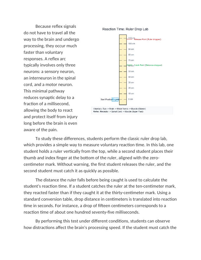 Reaction Time Lab Testing Reflexes vs Voluntary Responses Reading Worksheet sample page