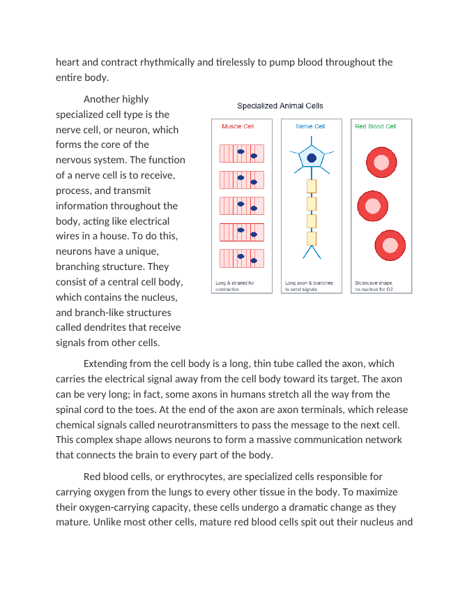 Specialized Cells Muscle Nerve and Blood Cells Reading Worksheet sample page