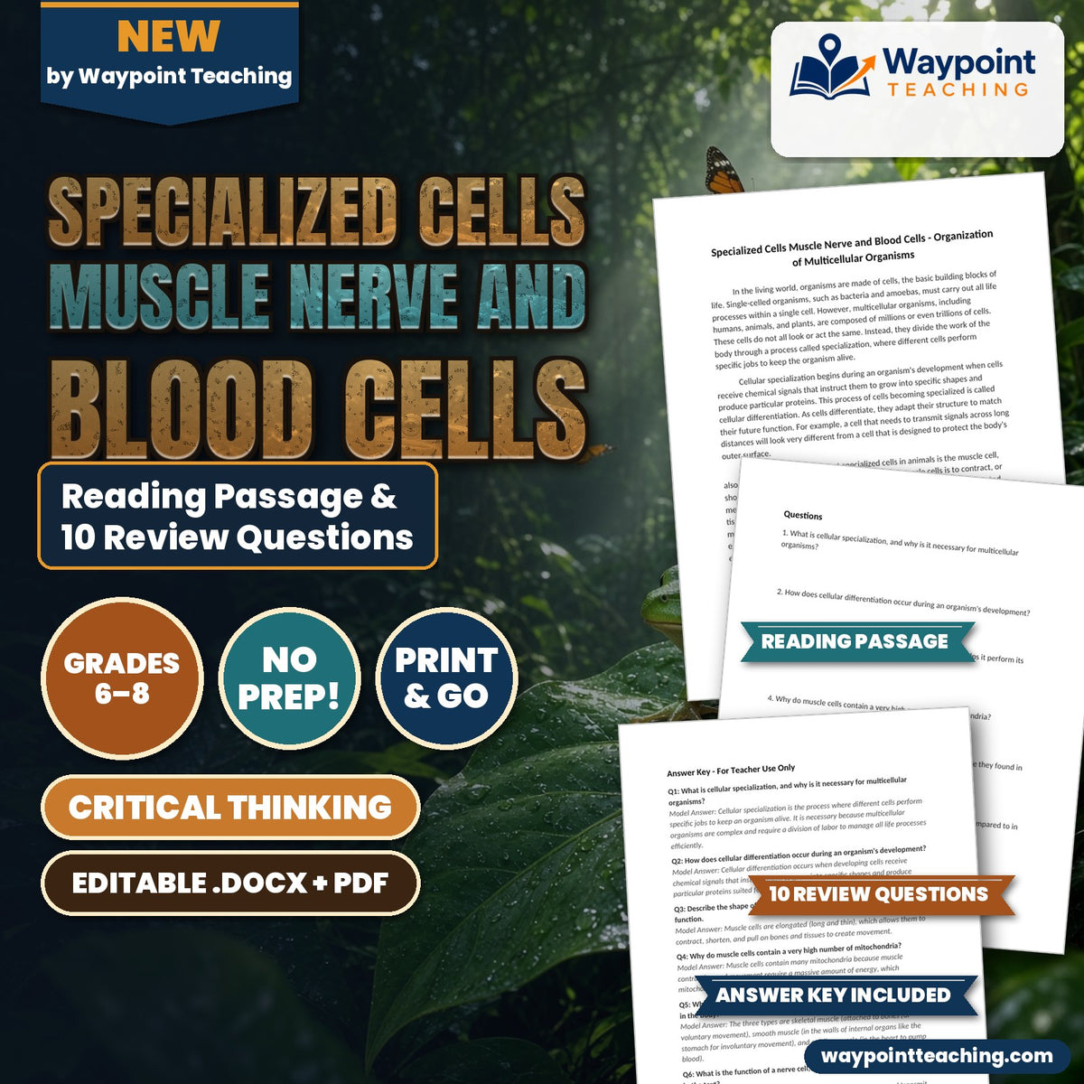 Specialized Cells Muscle Nerve and Blood Cells Reading Worksheet cover
