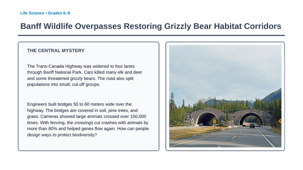Sustaining Biodiversity & Conservation Phenomena-Based Lesson: Banff Wildlife Overpasses Restoring Grizzly Bear Habitat Corridors Presentation sample page